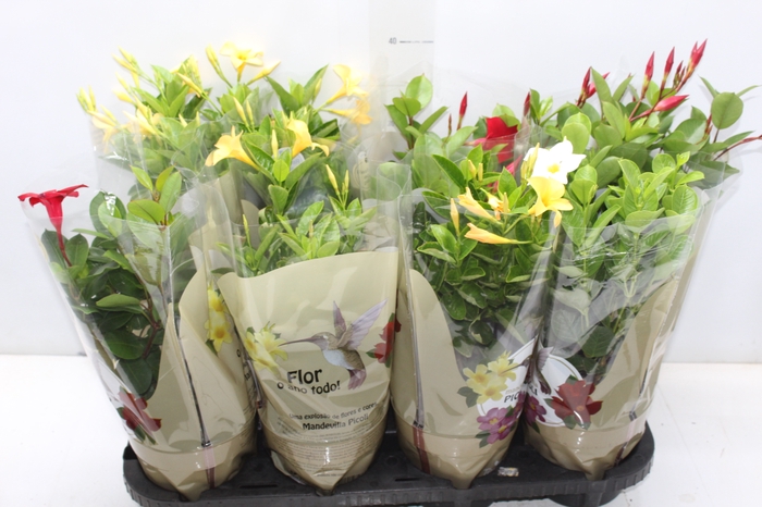 <h4>DIPLADENIA PICOLI P14 VARIADO</h4>