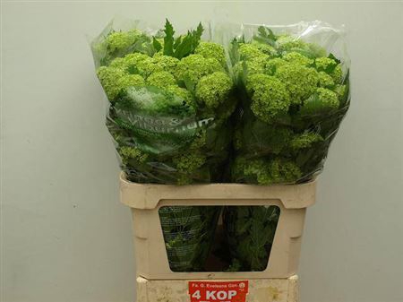 <h4>Viburnum Roseum St 4 Bal</h4>