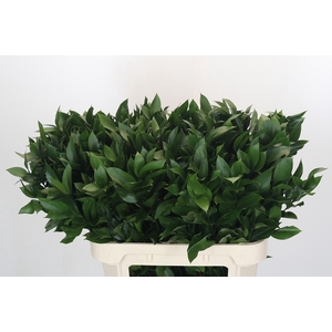 RUSCUS HYPOPHYLLUM