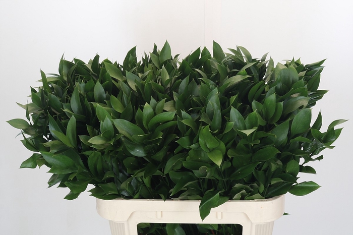 <h4>RUSCUS HYPOPHYLLUM</h4>