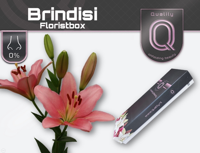 <h4>LI LA BRINDISI FLORISTBOX 4+</h4>