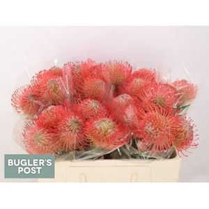 LEUCO AYOBA PINK