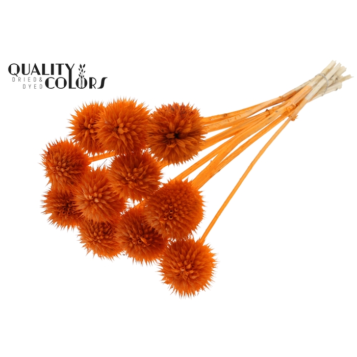 <h4>Lions Tail 10pc/bunch Orange</h4>