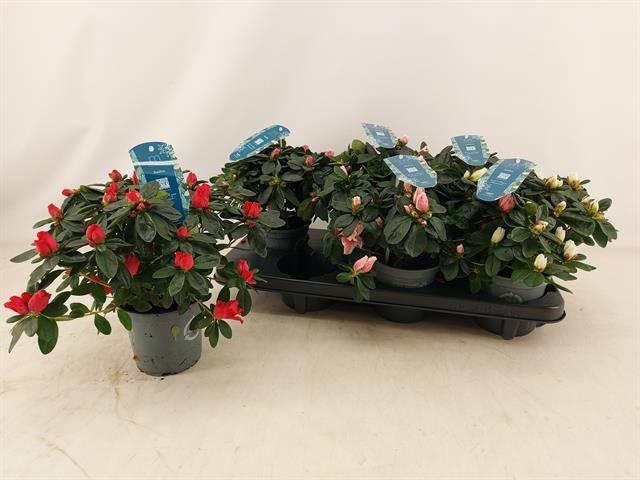 <h4>RHODO VOGEL MIX P13</h4>