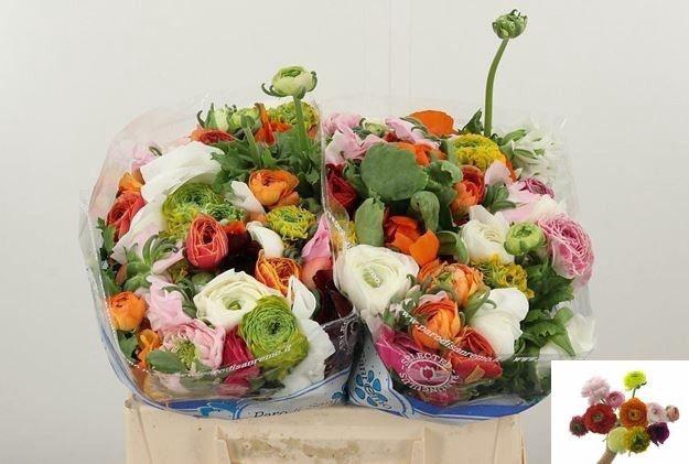 <h4>RAN GEM IN BOS</h4>