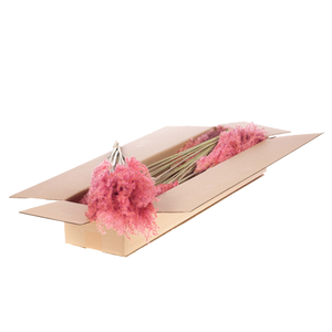 Fluffy Reed Grass 10pc Sb Pink