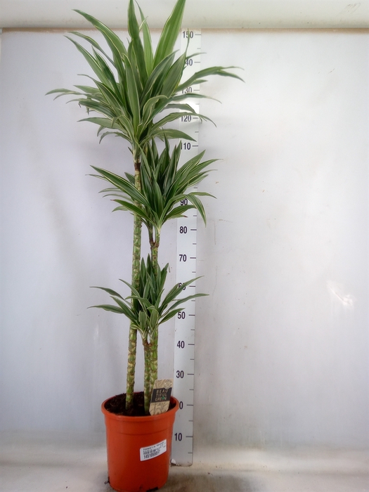 <h4>Dracaena fr de 'Warneckei'</h4>
