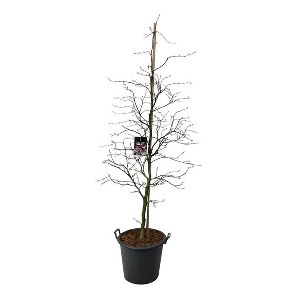 <h4>Fagus syl. 'Riversii'</h4>