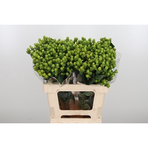 Hyp Globo Applegreen