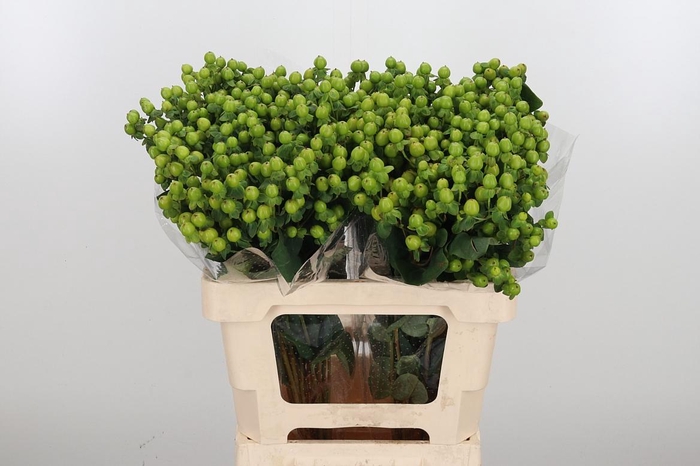 <h4>Hyp Globo Applegreen</h4>