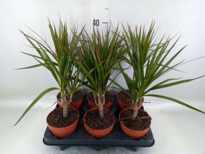<h4>Dracaena marg.</h4>