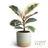 FICUS ELASTICA P12 WOODB GREEN