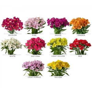 Alstroemeria mix premium