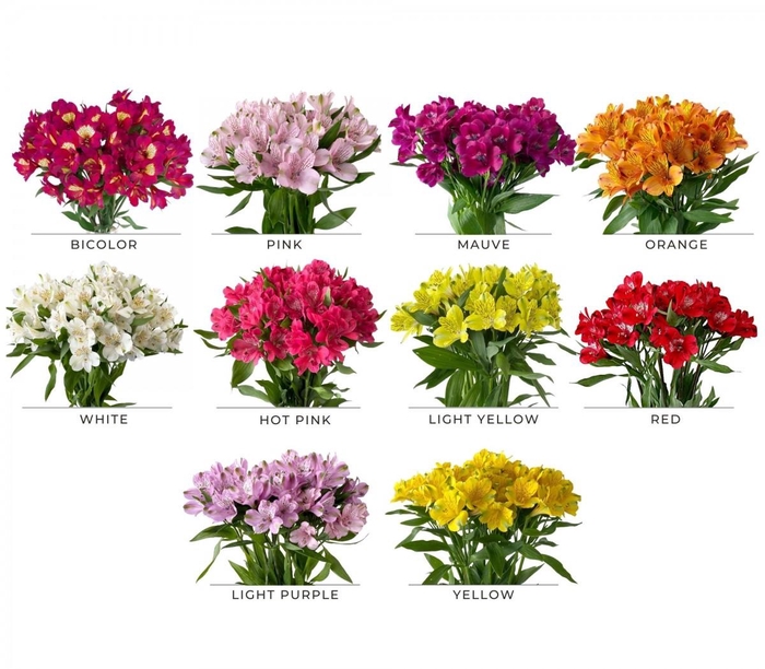<h4>Alstroemeria mix premium</h4>