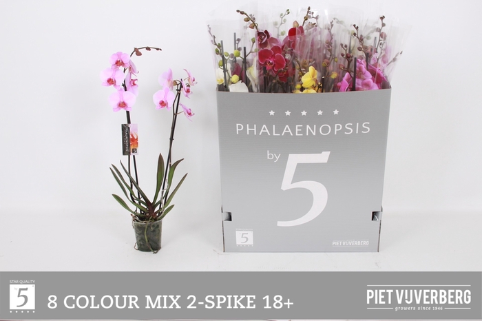 <h4>PHAL GEM 8 KL</h4>