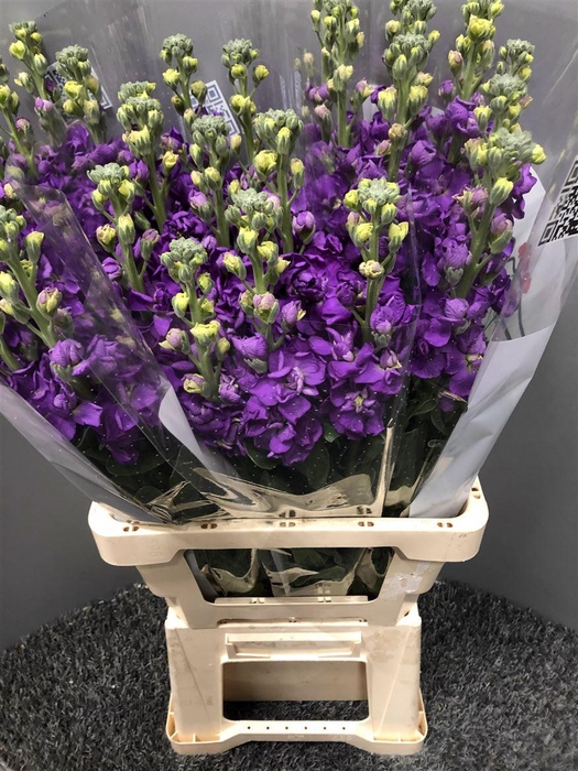 <h4>Matth Iron Blue</h4>