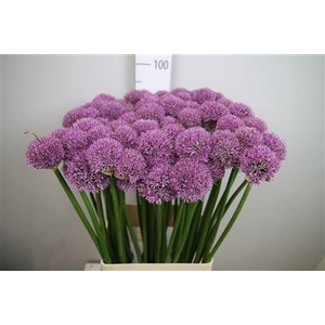 Allium Gladiator