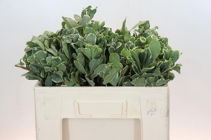 <h4>Pittosporum Ilan</h4>