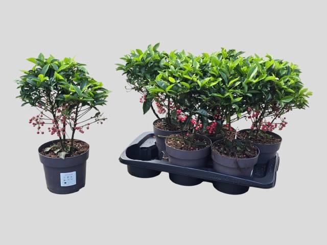 <h4>ARDIS CRENATA</h4>