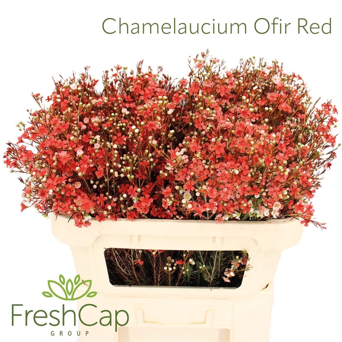 <h4>Chamelaucium Ofir Red</h4>