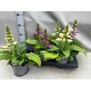 DIGI PURPUREA