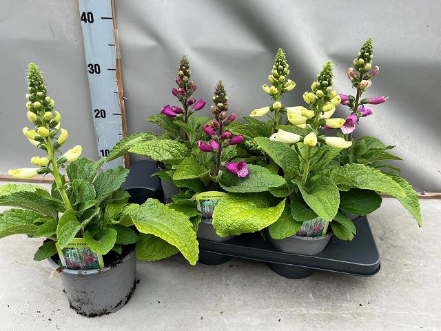 <h4>DIGI PURPUREA</h4>