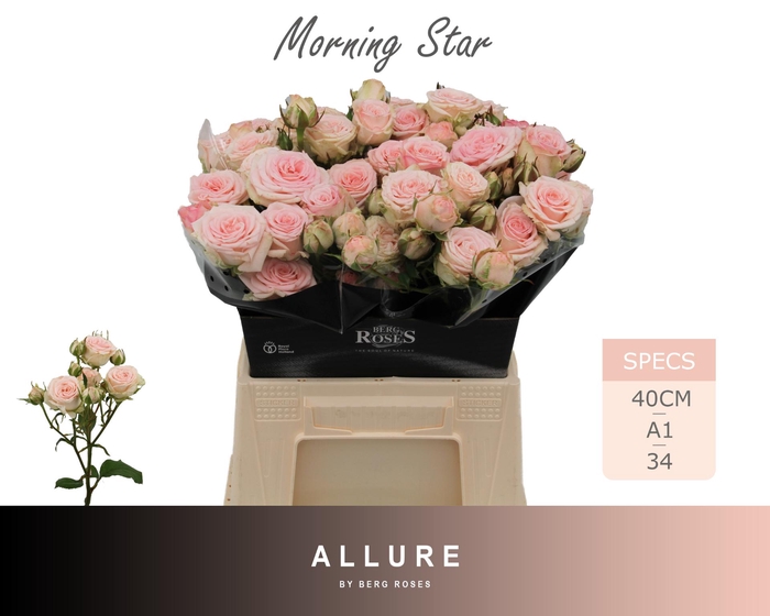 <h4>R TR MORNING STAR ALLURE 40 cm</h4>