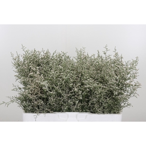 Limonium Misty White