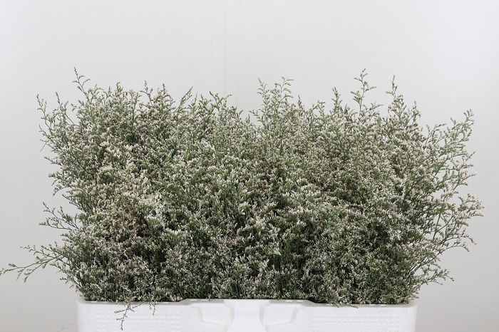 Limonium Misty White