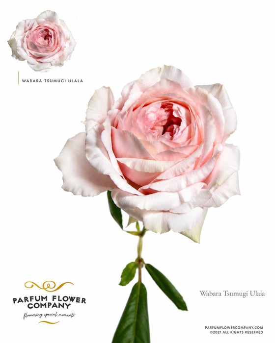 <h4>Rosa a Wabara Tsumugi Ulala</h4>