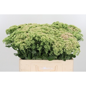 Sedum Spectabile