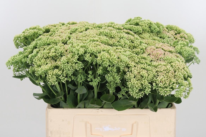 <h4>Sedum Spectabile</h4>