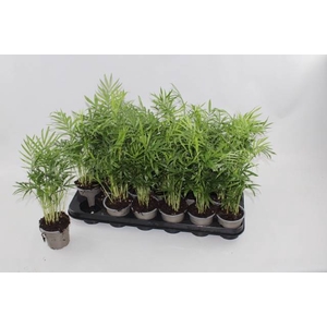 Chamaedorea elegans 9Ø 40cm