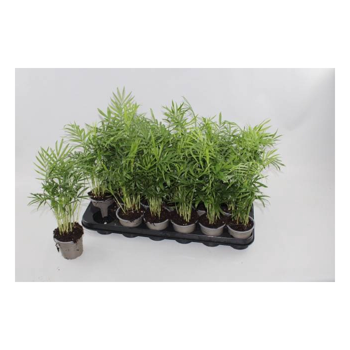 <h4>Chamaedorea elegans 9Ø 40cm</h4>