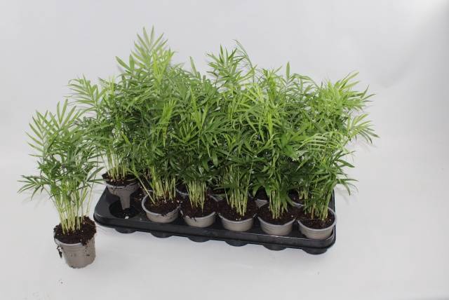 Chamaedorea elegans 9Ø 40cm