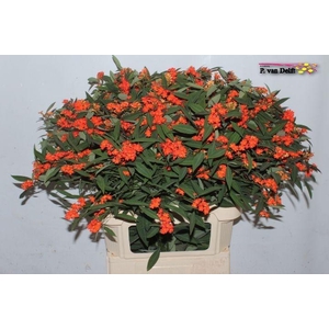 EUPH F T QUEEN ORANG