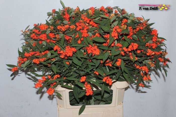 <h4>EUPH F T QUEEN ORANG</h4>