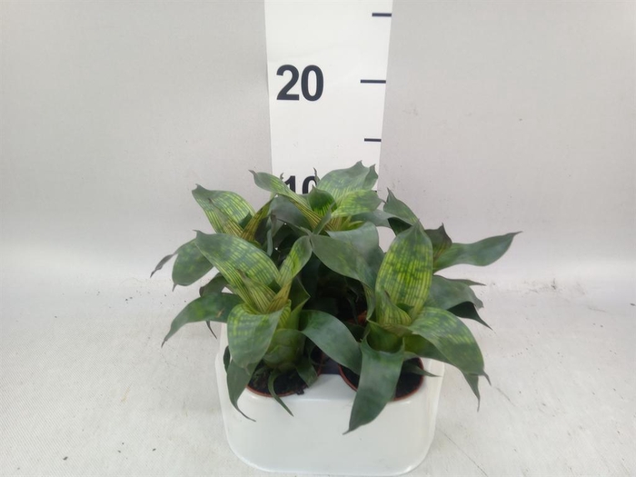 <h4>Vriesea   ...</h4>