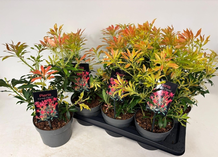 <h4>PIERIS FOREST FLAME</h4>
