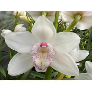 Cymb Mi Barbara Leekade 20% Extra Packed