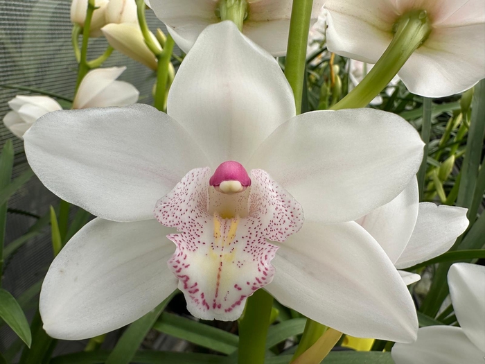 <h4>Cymb Mi Barbara Leekade X10</h4>