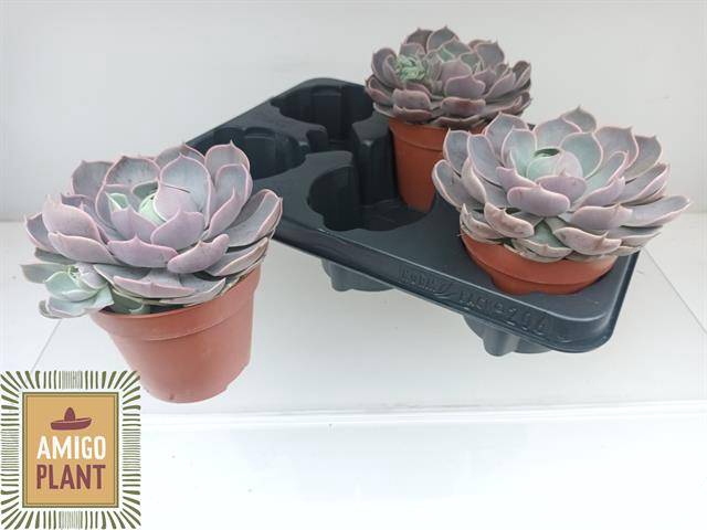 <h4>ECHEV LOTUS</h4>