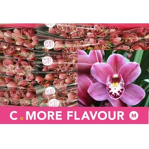 CYMB MI PINK PERFECT