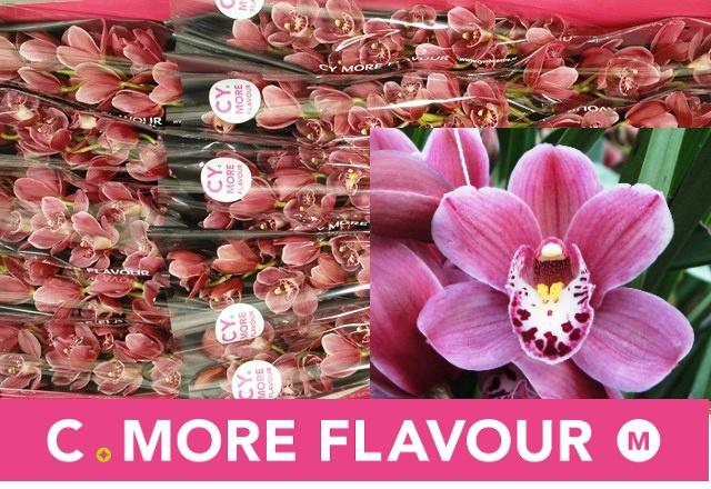 <h4>CYMB MI PINK PERFECT</h4>