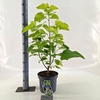 Catalpa Aurea