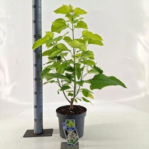 Catalpa Aurea
