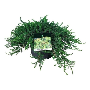 Juniperus comm. 'Greenmantle'