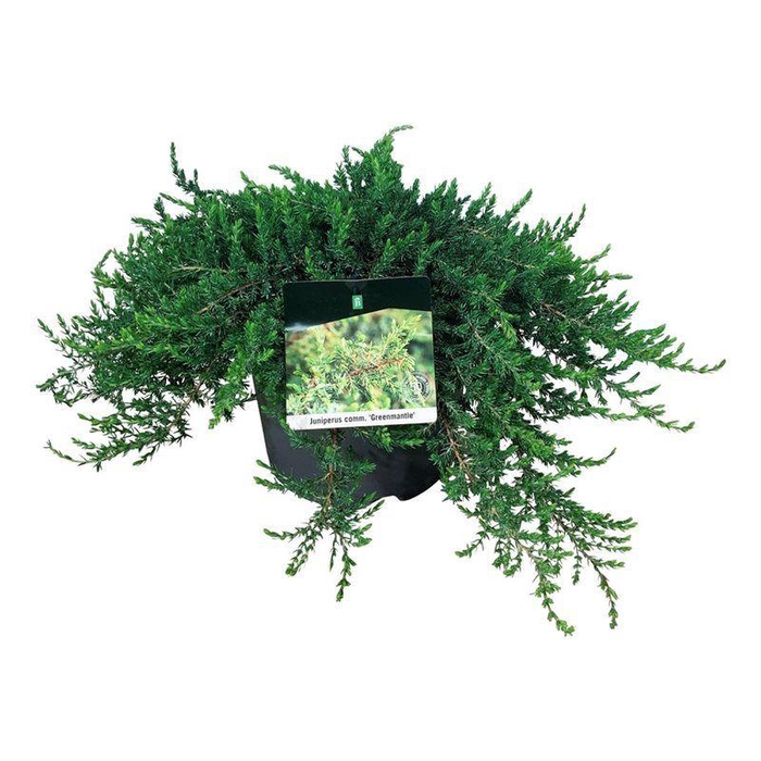 <h4>Juniperus comm. 'Greenmantle'</h4>