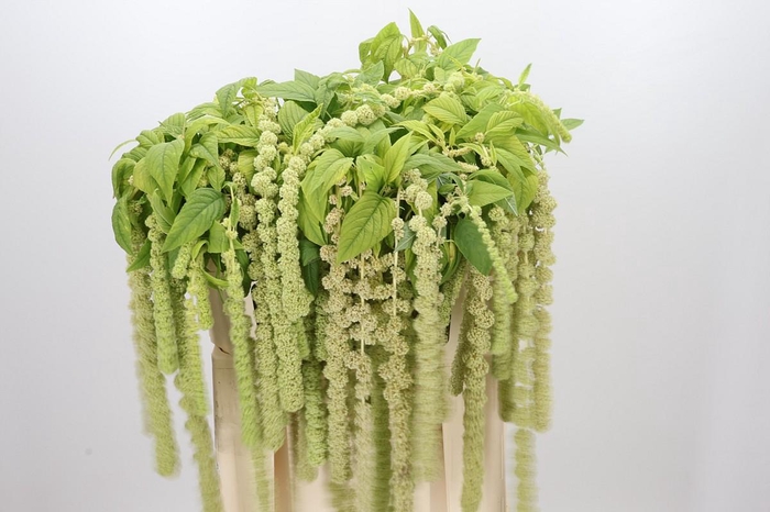 <h4>Amaranthus Caudatus Cycloop</h4>