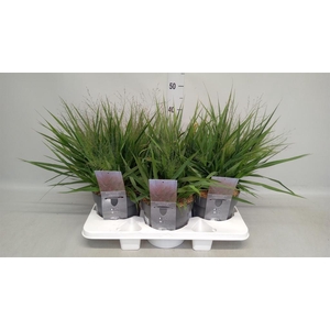 Eragrostis elliottii